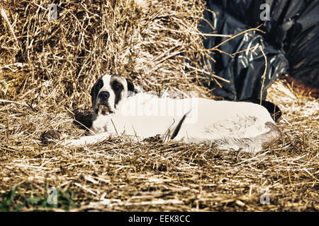 Lo spagnolo mastiff cane in appoggio su un paese area di paglia, Badajoz, Spagna Foto Stock