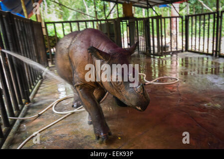 Bagno tempo per Bina, femmina adulta di Sumatra rhino a Sumatra Rhino Santuario, modo Kambas Parco Nazionale. Foto Stock