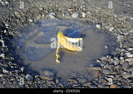 Una buccia di banana su una buca congelato in attesa di un ignaro vittima Foto Stock