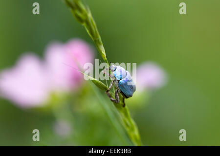 Hoplia coerulea. Scarabeo maschio beetle salendo una levetta di erba. Foto Stock