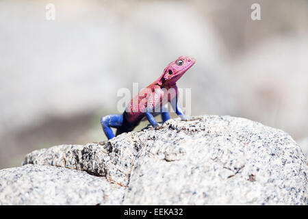 Geco permanente sulla roccia nel Serengeti Foto Stock