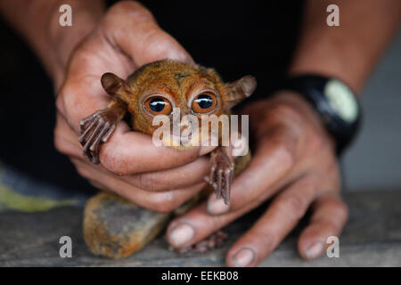 Un uomo detiene un tarsio borneano (Tarsius bancanus borneanus) che è stato portato a casa dopo essere stato trovato morire nella vicina foresta. Foto Stock