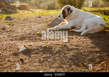 Lo spagnolo mastiff cane in appoggio su un paese membro, Badajoz, Spagna Foto Stock