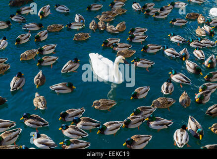 Grandi quantità di anatre e cigni. Un concetto per "l'intruso" Foto Stock