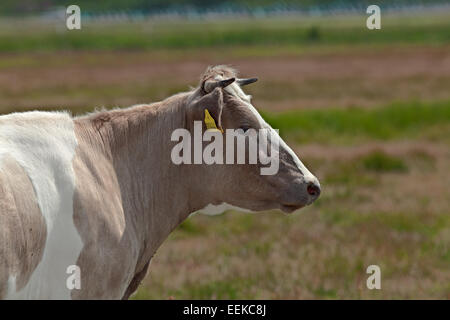Bianco e Marrone chiaro di vitella con piccole corna e orecchio-tag all'interno del recinto elettrico guarda a destra Foto Stock