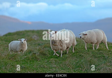 Pecore al pascolo con gli agnelli presso la costa atlantica, Norvegia Foto Stock