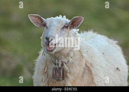 Pecore al pascolo con gli agnelli presso la costa atlantica, Norvegia Foto Stock