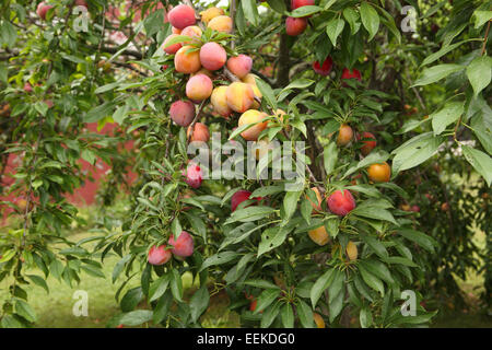 Susine mature su un albero da frutto in estate varietà Burbank o Victoria Foto Stock