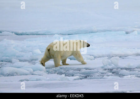 Orso polare (Ursus maritimus / Thalarctos maritimus) camminando sulla banchisa, Svalbard / Spitsbergen, Norvegia Foto Stock