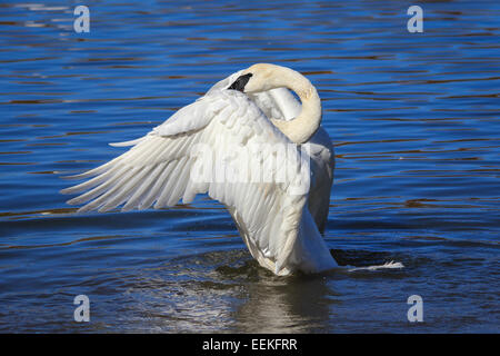 Trumpeter Swan stretching le sue ali Foto Stock