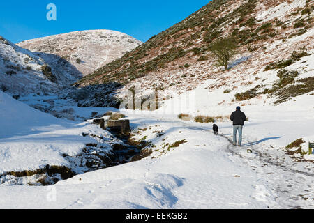 Un uomo cammina il suo cane in cardatura Mill Valley, Church Stretton, Shropshire, Inghilterra. Foto Stock