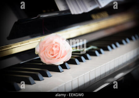 Rosa pallido rosa sul pianoforte Foto Stock