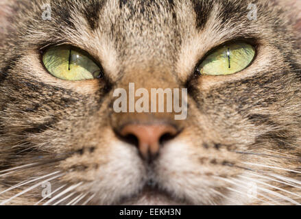 Gli occhi verdi di una brown tabby cat, illuminato dal sole Foto Stock