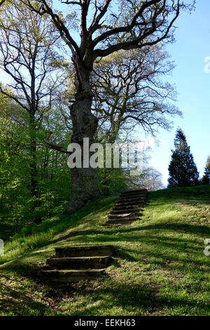 Scala in erba sotto il vecchio albero di quercia. Foto Stock