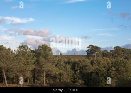 Foresta di pino silvestre alberi cui Canford Heath Poole Dorset Inghilterra Foto Stock