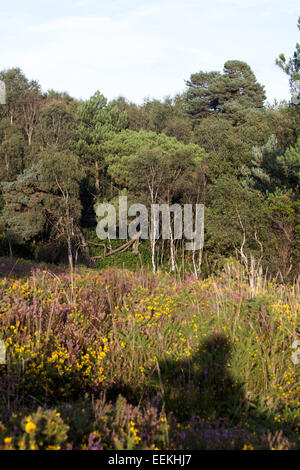 Foresta di pino silvestre alberi cui Canford Heath Poole Dorset Inghilterra Foto Stock