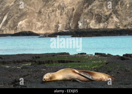 Assonnato sealion su San Cristobal nelle Galapagos Foto Stock