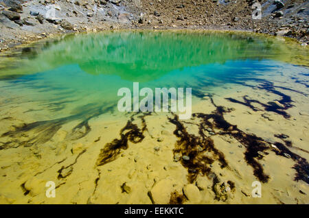 Nuova Zelanda, Tongariro NP Foto Stock