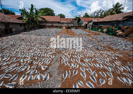 Mercato del pesce a Negombo, provincia occidentale, Sri Lanka. I pesci sono essiccate al sole. Foto Stock