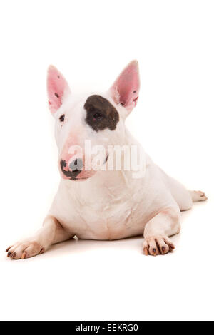 Studio shot di una bella bull terrier Foto Stock