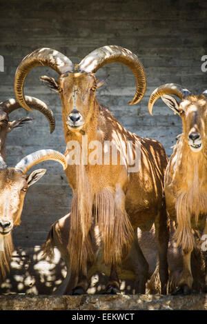 La Capra, bel gruppo di Spagnolo ibex, tipico animale Foto Stock