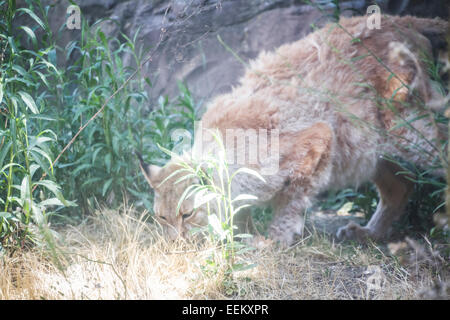 Lince iberica a caccia di un uccello Foto Stock