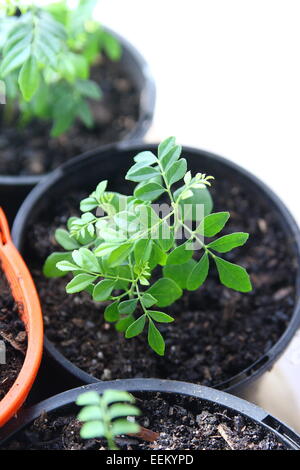 Piantine di Curry Murraya Koenigii Foto Stock