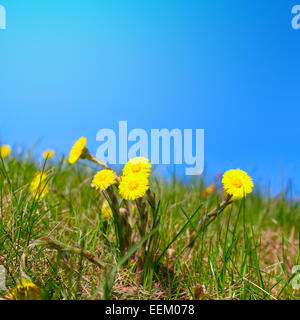 Primo fiore di primavera foalfoot sul cielo blu sullo sfondo Foto Stock