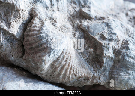 Al carbonifero brachiopod Spirifer in un blocco di calcare dal Yoredale serie di Wensleydale, North Yorks Foto Stock