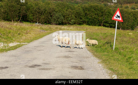 Pecora con due agnelli attraversando la strada, accanto a un storto cartello segnaletico di attraversamento di ovini, Porsanger, Finnmark County, Norvegia Foto Stock