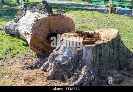 Il tronco di un enorme albero di quercia essendo tagliato a pezzi in un parco Foto Stock