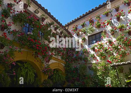 Fiore-adornato cortile interno durante la Fiesta de Los Patios, Córdoba, Andalucía, Spagna Foto Stock