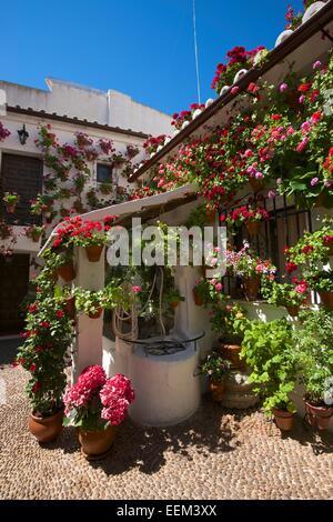 Fiore-adornato cortile interno durante la Fiesta de Los Patios, Córdoba, Andalucía, Spagna Foto Stock