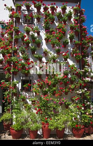 Fiore-adornato cortile interno durante la Fiesta de Los Patios, Córdoba, Andalucía, Spagna Foto Stock