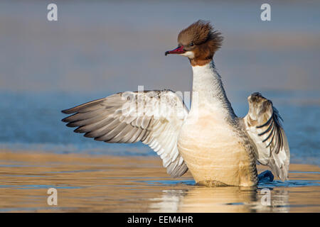 Smergo maggiore (Mergus merganser), femmina, allevamento del piumaggio, sbattimenti ali, Riserva della Biosfera dell'Elba centrale, Sassonia-Anhalt, Germania Foto Stock