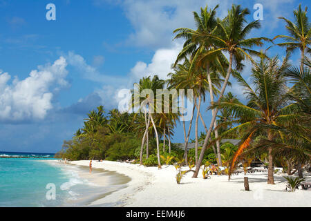 Spiaggia con palme sull'Oceano Indiano, sabbia bianca e palme da cocco (Cocos nucifera), Kuredu Island, Kuredu Island Resort Foto Stock