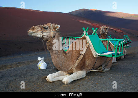 I cammelli per gite turistiche, il Parco Nazionale di Timanfaya, Montañas del Fuego, Fire montagne, paesaggio vulcanico, Lanzarote Foto Stock