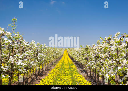 Albero da frutta plantation, frutteto, la fioritura degli alberi da frutto che crescono in righe, Tarassaco (Taraxacum officinale) cresce in tra le righe Foto Stock