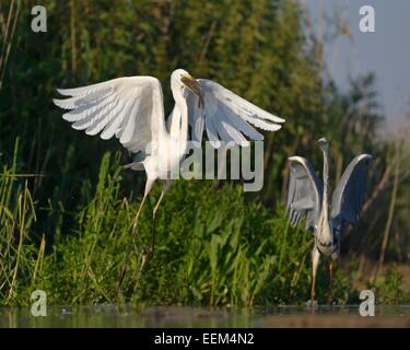 Un Airone bianco maggiore (Ardea alba), prendendo il largo con un pesce nel becco, è seguita da un airone cinerino (Ardea cinerea) Foto Stock