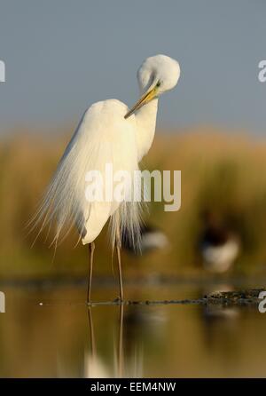 Airone bianco maggiore (Ardea alba), uccello adulto in allevamento piumaggio, preening, Kiskunság National Park, Sud-Est Ungheria Ungheria Foto Stock