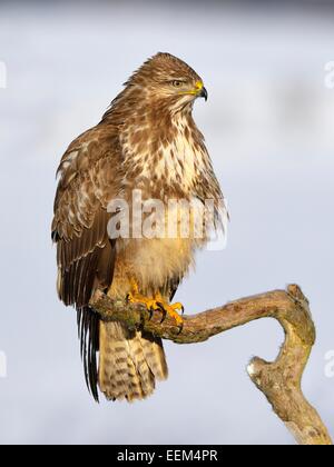 La poiana (Buteo buteo), appollaiato su un ramo in un paesaggio ricoperto di neve, Sveve Riserva della Biosfera, Baden-Württemberg Foto Stock