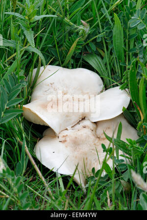 St George - fungo Calocybe gambosa crescendo in Prato Foto Stock