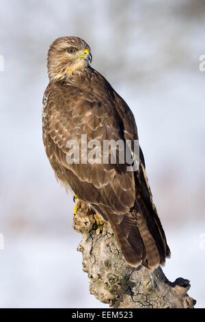 La poiana (Buteo buteo), appollaiato su un ceppo di albero in un paesaggio ricoperto di neve, Sveve Riserva della Biosfera, Baden-Württemberg Foto Stock