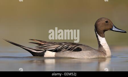 Pintail o Northern Pintail (Anas acuta), Drake in allevamento piumaggio, fKiskunság National Park, Sud-Est Ungheria Ungheria Foto Stock