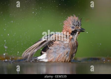 Eurasian Jay (Garrulus glandarius), balneazione, Kiskunsag Parco Nazionale, Ungheria Foto Stock