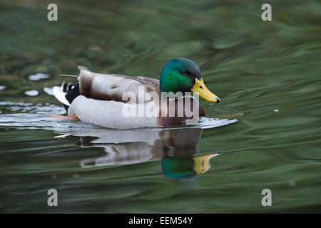 Il germano reale (Anas platyrhinchos), drake, Emsland, Bassa Sassonia, Germania Foto Stock