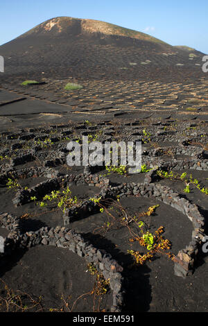 Vitigni protetti da muri a secco fatti di rocce laviche, globalmente univoco vigneti sulle ceneri vulcaniche e asciutto la coltivazione del campo Foto Stock