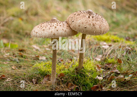 Ombrellone di funghi (Macrolepiota procera), Bassa Sassonia, Germania Foto Stock