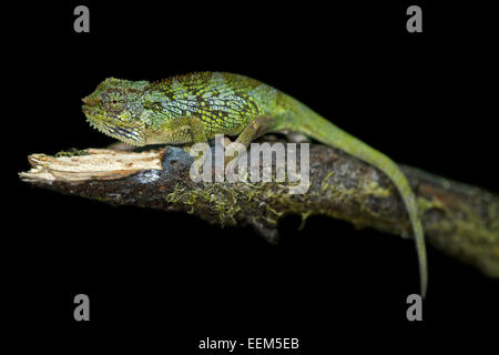 Due balle-cornuto camaleonte (Triocerus balebicornutus), notturno, Katcha clearing, foresta di Harenna, montagne di balle, Oromiya Foto Stock
