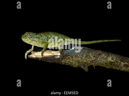 Due balle-cornuto camaleonte (Triocerus balebicornutus), notturno, Katcha clearing, foresta di Harenna, montagne di balle, Oromiya Foto Stock